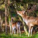 SATINIOR 3 Feet Scent Rope for Deer Hunting Include Mock Scrape System Hemp Drag Rag with Reflective Rope Rotating Clamp and Gloves Hangs Anywhere for Hunting Accessories Hunter Gifts