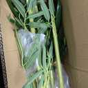 6ft Artificial Bamboo Tee
