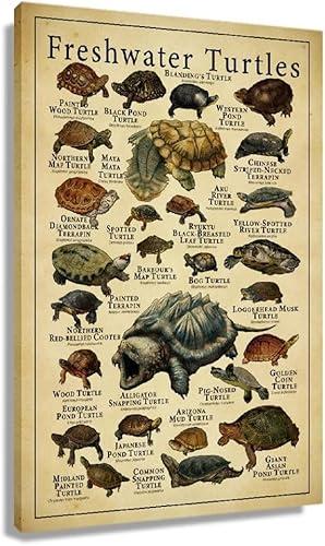 Starotore Modern Wall Art Freshwater Turtles Frameless Poster Educational Prints on Canvas Rectangle Wall Decor Contemporary Pictures for Turtle Learning Lovers Decorative Unframed 16x24inch/ 40x60cm