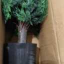 DREAMLOOM Topiary Cedar Trees Artificial Outdoor Ball in Planter, 1-Pack