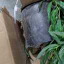 Nearly Natural 9ft. Willow Artificial Tree (Real Touch)