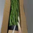 2 Pack Artificial 34" Greenery Floor Plants with Reed Flowers, Tall Fake Plant Potted, Faux Pampas Grass Plants for House Decorations, Lobby, Bathroom, Wedding, Garden Indoor Outdoor(Yellow Gradient)