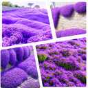 6 x 6000+Perennial Mixed Creeping Thyme Thymus Serpyllum Seeds for Planting Outdoor Plant in Your Home Garden Backyard (EXP 12/01/26)