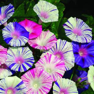 7 x Seeds Morning Glory Harlequin Mix Ipomoea Annual Flowers