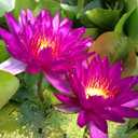 35 pcs Bowl Lotus Seeds Mixed Water Lily for Planting Water Features Bonsai (EXP 08/11/26)