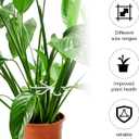 2 x 4pcs Plastic Plant Stem Holders, Climbing Houseplant Stem Supports Flower Plant Stakes Trellis Stem Hook Plants Climbing Rack Plant Growth Accessories for Indoor Home Garden (Transparent)