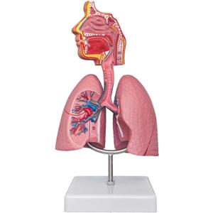 SFXYJ Nasal Cavity Throat Lung Anatomy Model, 1/2 Life-Size Human Head Larynx Respiratory System Organs Model with Product Manual Card PVC Base for Medical Physiology Teach Education Display Research