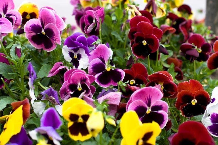 4 x 100+ Seeds Viola Swiss Giant Mix - Flower Multicolor