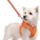rabbitgoo Dog Harness Small Sized and Leash Set, Step in Soft Light Puppy Vest, Breathable Mesh Pet Harness, Reflective for Safe Easy Walking, Orange S