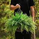 Outdoor Fake Hanging Fern Artificial Hanging Ferns 2 Pack, Large Faux Boston Fern Bushes, UV Resistant Outdoor Hanging Plants for Front Porch, Patio & Indoor Decor