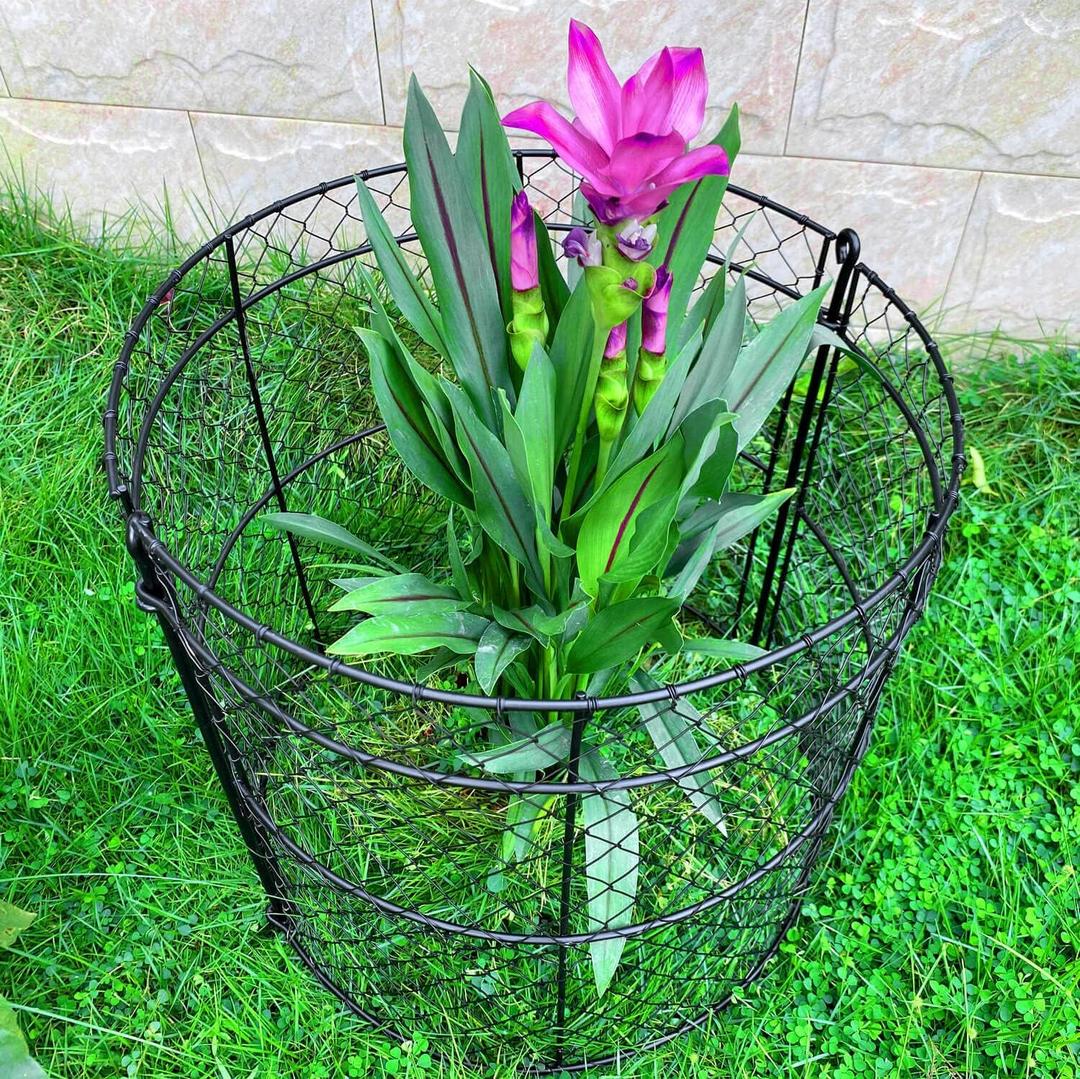 6 Pack Garden Plant Protection Cloches 14"x16", Heavy Duty Chicken Wire Plant Protectors, Rustproof Metal Garden Cages to Shield Seedlings, Flowers & Vegetables from Animals