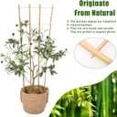 Bamboo Trellis,3Ft,3Pack,Climbing PlantsTrellis, Fan-Shaped Trellis,for Outdoor and Indoor Potted Climbing Plants,Vegetables, Cucumber, Tomato, Hoya