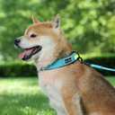 Dog Collar for Small Medium Large Dogs, Reflective, Adjustable Heavy Duty Dog Collar, Soft Neoprene Padded Comfortable for Walking (Blue, M)