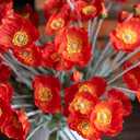 DUYONE Artificial Flowers 6 Stems Poppy Silk Bouquet,for Wedding, Home, Party Decoration,Table Centerpiece Arrangement(Dark Orange)