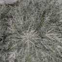 6 Set Christmas Table Placement Including Napkin Ring, 20 Inch Large Artificial Greenery Placemats, Round Cedar Branch Place Mat Christmas Dining Table Decor for Xmas Holiday Party(Powder Snow) (Circle)