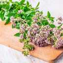 8 x 800+ Seeds Oregano - Herb Green