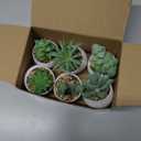 Der Rose Set of 6 Succulents Plants Artificial in Pots Small Fake Plants for Bedroom Aesthetic Living Room Shelf Bathroom Decor Office Desk Accessories