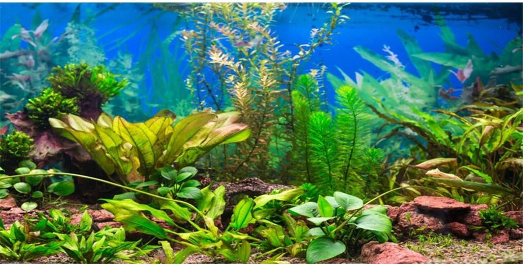 AWERT 48x20 inches Aquarium Background Aquatic Plant River Bed & Lake Fish Tank Background Vinyl