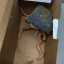 Large Driftwood for Aquarium, 8.5-11.5 Inch Spider Wood on Slate Stone, Natural Spiderwood Aquarium Driftwood Aquascaping Wood for Reptile Enclosure, Terrarium, Vivarium, Reptile Tank, Fish Tank Decor