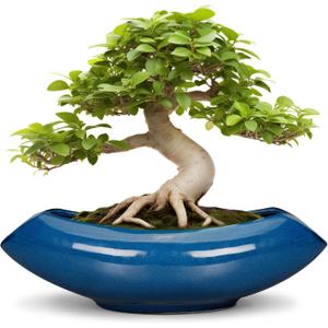 Bonsai Tree Pot 18 Inch - Ceramic Succulent Pots Large Bonsai Planter for Indoor Outdoor Plants Decorative Plant Pot with Drainage Hole Flower Pot for Home Garden Room Decor Blue