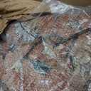 Bathroom Rugs Mat - Forest Small Animals Print 16x24in Flannel Bath Mats for Bathroom Floor, Non-Slip Washable Bath Rugs Mats for Kitchen Bedroom Front Door Indoor Home Decor