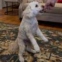 Exclusively Dog Chewy Training Treats Savory Chicken Flavor Grain Free Gluten Free, 100% sourced and Made in The USA, 6 oz. (EXP 02/01/26)