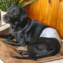 Pet Parents Washable Belly Bands for Dogs (3pack) + Extendrs Durable Dog Diapers - Premium Male Dog Diapers & Wraps (X-Small, Black)