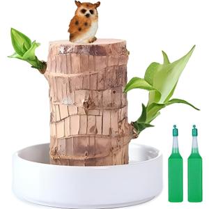 Brazilian Lucky Wood Plant,Fortune Brazil Wood Potted Plant with Owl Figurine,Mini Brazil Decoration, Desk Decor for Home & Office Desktop Planter