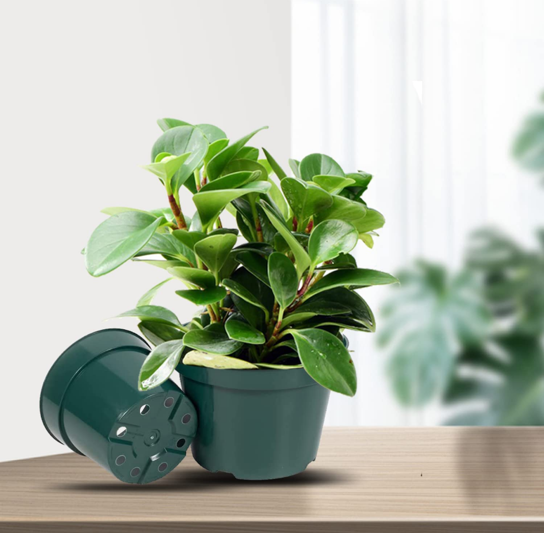 6 inch Nursery Pot Plant Grow Sturdy Flower pots in Bulk Price 20P Green
