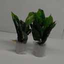 Der Rose 2 Pack Fake Plants Artificial Tropical Faux Plants Indoor for Office Desk Home Sage Green Decor