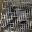 Faicuk Heavy Duty Squirrel Trap Chipmunk Trap Rat Trap and Other Similar-Size Rodents - 16.3 x 6 x 6.7