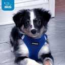 Best Pet Supplies Voyager Step-in Air Harness - All Weather Mesh, Reflective, No Pull Harness for Dogs, Cats - Secure with Hook & Loop Fastener, Buckle, Double D-Rings - Royal Blue, L