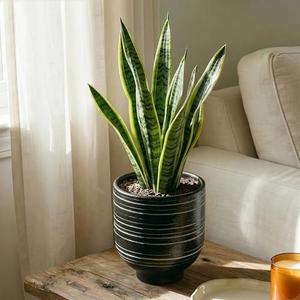 HERDUK Ceramic Pots with Drainage Hole, Indoor Outdoor Planters, 6.7 Inch Flower Pots for Cactus, Aloe Vera, Fern