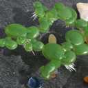 balacoo 36 Pcs Mini Fake Duckweed, Fish Tank Artificial Floating Duckweed, Plastic Aquarium Floating Plants for Fish Tank Pond Landscape Decor