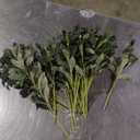 Leftover Faux Olive Branches for Vase,Artificial Olive Tree Branches,Fake Plants,Greenery Stems,Eucalyptus Stems,Green Leaves for Centerpieces Decoration,Home Decor,Coffee Table Decor