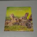 Cute Bunnies - 2025 Square Wall Calendar 16 month by Gifted Stationery