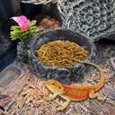 Reptile Food Dish, Rock Reptile Terrariums Water Dish, Water and Food Bowls Lizard Water Bowl for Leopard Gecko, Tree Frog, Snake, Crested Gecko, Frog