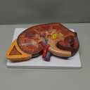 QzzXoq 3X Enlarged Kidney Model - PVC Human Kidney Anatomy Models Biology Demonstration Includes Anatomy of Adrenal Gland and Nephrons for Doctor's Offices, Medical Learning Resources