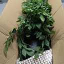 Warmplants 8ft Artificial Ficus Tree, 96 Realistic Ficus Leaves Large Fake Plant with Basket, Indoor Outdoor Potted Faux Tree for Home Garden Office House Livingroom Dcor