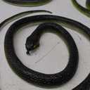 Porgaten Fake Snake Rubber Snake Toy, 4 Pieces Realistic Snakes That Look Real for Garden Props to Keep Birds Away, Novelty Toys for Playing Jokes Prank Stuff for Halloween Party Favor