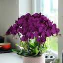 38 Inch Purple Flowers Faux Orchid 6 PCS Orchids Artificial Flowers Velvet Flowers Long Stem Artificial Flowers for Tall Vase for Home Wedding Decoration(Dark Purple)