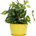 MyGift 7 Inch Round Yellow Ceramic Plant Pot with Drainage Hole and Attached Saucer, Modern Decorative Embossed Sunburst Planter Container for Indoor Home Garden