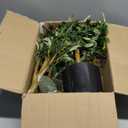 Artificial Fake Olive Tree 6FT Tall 1Pack Faux Silk Olive Tree for Home Living Room Office Decor Faux Artificial Plants Indoor Fake Potted Plants with Fruit & Free Moss