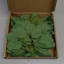 50 Pcs Artificial Green Leaves, Greenery Faux Silk Fake Rose Flower Leaves for DIY Wedding Birthday Party Bridal Bouquets Centerpieces Home Decorations