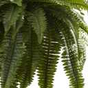 Nearly Natural Giant Boston Fern 36 in Wide Artificial Hanging Plant with Basket - Faux Greenery for Indoor Home Office Bedroom Decor, Realistic Leaves