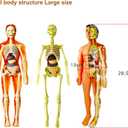 Human Body Model for Kids Anatomy Plastic DIY Skeleton Toy 3D Anatomy Kit Educational Science Kit