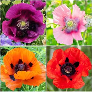 1000+ Perennial Poppy Flower Plant Seed Outdoor Fragrant Butterfly