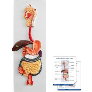 JNMFTD Human Digestive System Anatomy Model,Life Size 2 part Removable Stomach Nasal cavity Pharynx Liver Stomach Rectum Intestine with Product Manual Card Labeled Numbered for Medical Education Study