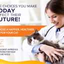 Cat Food Bowl - KATSUPREME Cat Bowls for Indoor Cats | Set of 2 Stainless Steel Bowl, Tilted Bowls Elevated Anti Vomiting, Non-Slip Base, Ant Proof Food & Water.