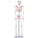 breesky Scientifc Human Skeleton Model for Anatomy, 33.4 Skeleton Model with Metal Stand, Removable Arms&Legs for Student to Study Human Skeleton Anatomy System, Halloween Decor, Manual Included